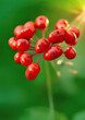 Korean wild root ginseng with berries. A close up of the most famous medicinal plant ginseng (Panax ginseng).	
