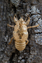 cicada moult close up in morning light