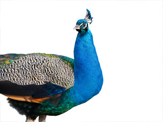 Poster - Indian peacock portrait isolated on white background