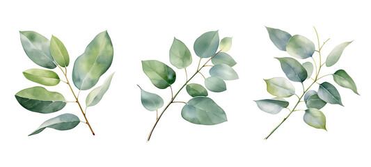 Wall Mural - leaves eucalyptus leaf watercolor ai generated