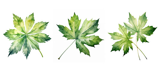 Wall Mural - foliage fatsia japonica leaf watercolor ai generated