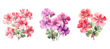 Plant Geranium Flowers Watercolor Ai Generated