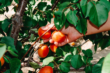 Wall Mural - man collects some ripe apricots from the tree