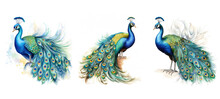Background Majestic Peacock Watercolor Ai Generated