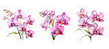 Fototapeta Motyle - background orchid flowers watercolor ai generated