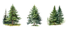 Background Spruce Tree Watercolor Ai Generated