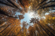 Autumnal forest, view from bottom, fish eye effect. Generative AI