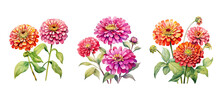 Petal Zinnia Flowers Watercolor Ai Generated