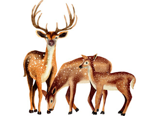 Deer watercolor,wild animal