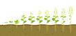 Growth cycle of rapeseed in soil. Phases of development of root system of plants. Vector illustration of growing seedlings
