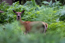 Deer Through The Bushes 2