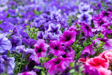 Various Petunias In The Greenhouse. Flower Bed With Petunias. Close-up.