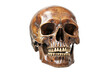© Alexandra - Human skull isolated on transparent background. Generative Ai