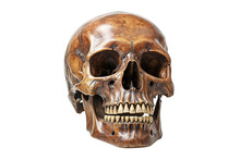 Human Skull Isolated On Transparent Background. Generative Ai