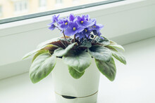 Blooming Blue African Violet In A Pot On A Room Window Sill.