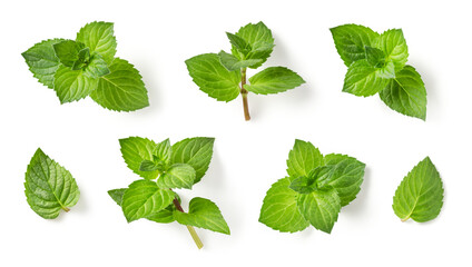 Wall Mural - set / collection of fresh green mint leaves, twigs and tips in different positions isolated over a transparent background, cut-out cooking / food, cocktail, tea or essential oil design elements, PNG