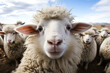 weißes Schaf in einer Herde macht ein Selfie