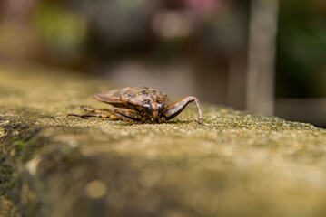 lethocerus deyrollei, giant cockroach, water cockroach,giant insect, lethocerus patruelis, Lethocerus, cockroach  background, side view, giant water bug, insectology, entomology, crusty cockroach