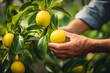 Farmer Picking Ripe Lemons - Generative AI