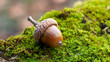 Acorn in forest on a mossy stump up close