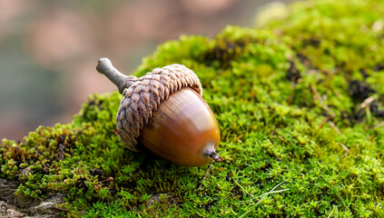 acorn in forest on a mossy stump up close