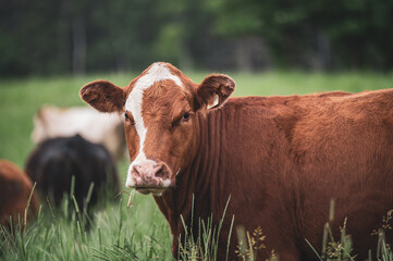 Red angus cow standing outside in summer pasture