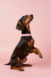 miniature dachshund dog begging on hind legs isolated on plain pink studio background