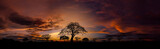 Panorama silhouette tree in africa with sunset.Tree silhouetted against a setting sun.Dark tree on open field dramatic sunrise.Typical african sunset with acacia trees in Masai Mara, Kenya