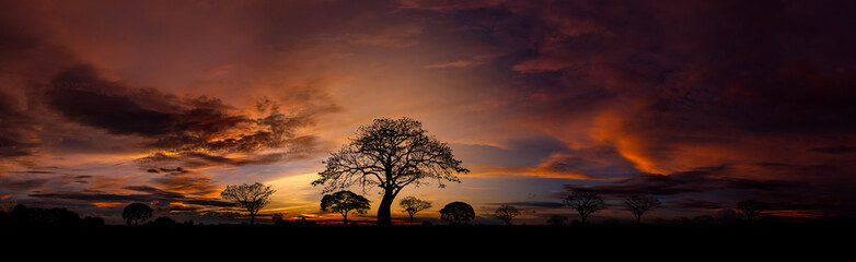 Wall Mural - panorama silhouette tree in africa with sunset.tree silhouetted against a setting sun.dark tree on o