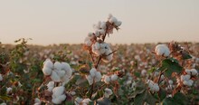 Closeup Shot Of Cotton Field At Sunset. Cotton Harvesting