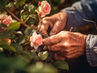 Gardener's hands pruning rose bushes. Ai Generative