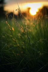 Wall Mural - Sunset on the grass generative AI