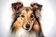 portrait of a Collie Dog 