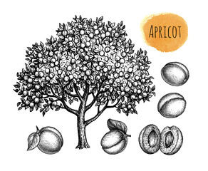 Wall Mural - apricot tree and fruits ink sketches.