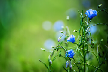 Blue flax background