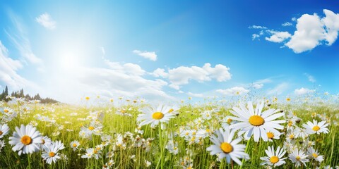 Wall Mural - A beautiful, sun-drenched spring-summer meadow with many wildflowers of daisies against a blue sky.