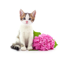 Kitten And Pink Hydrangea.