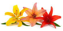 Yellow, Pink And Red Lilies.
