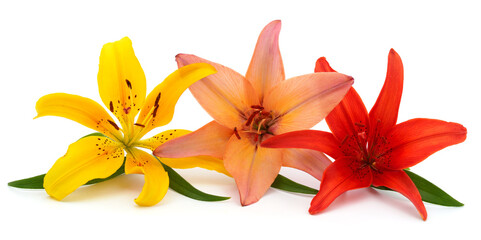 Wall Mural - Yellow, pink and red lilies.