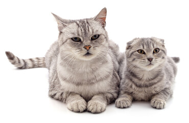 Poster - Gray cat and kitten.