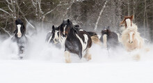 Gypsy Vanner Herd Galloping Through The Snow. Quebec, Canada. January. 
