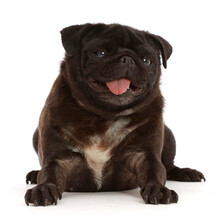 Black Pug With Tongue Out, Sitting 