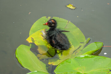 Wall Mural - young moorhen chick standing on a lily pad in the river