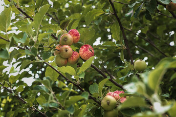 Wall Mural - Green culinary apples growing on an old fruit tree. Red juicy apples hanging on a tree. A branch with apples, fruit on a summer morning in the garden. Apple tree branches with fruits, natural orchard.