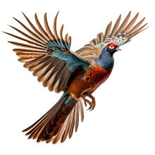 Beautiful Pheasant Bird On Transparent Background