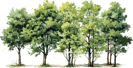 Tree watercolor style vector illustration set, graphics trees elements drawing for architecture and landscape design, elements for environment and garden, Environment, Garden, Plants, Vector graphics,