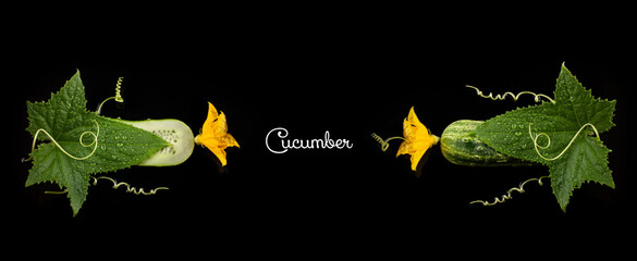 Poster - Cucumber slices with flower, leaf and spiral tendril on black background