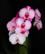 Orchidee, rosa mit weiß und schwarzen Hintergrund