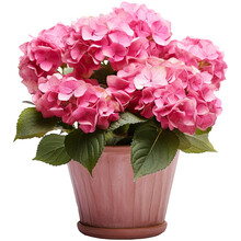  Pink Hydrangea Bush In A Clay Pot Isolated On Transparent Background. Generative AI
