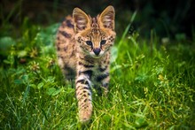 Serval Feline Portrait In Nature Park